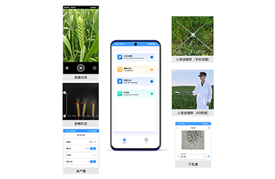 巴音郭楞蒙古自治州小麦亩穗数分析…